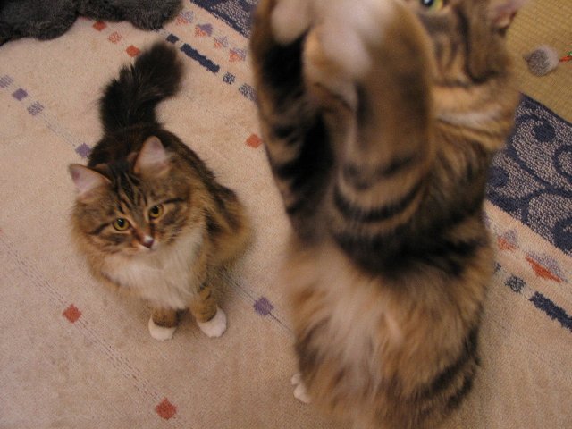 neko3602.jpg
