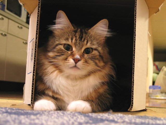 neko3901.jpg
