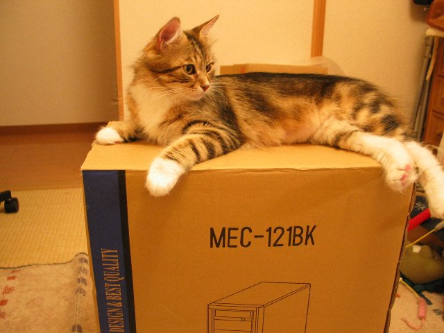 neko4403.jpg