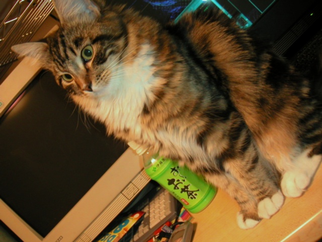 neko7312.jpg