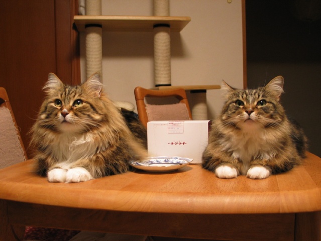neko7502.jpg
