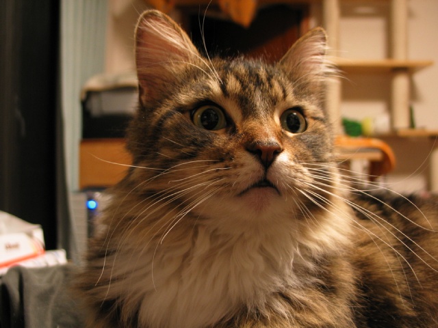 neko8105.jpg